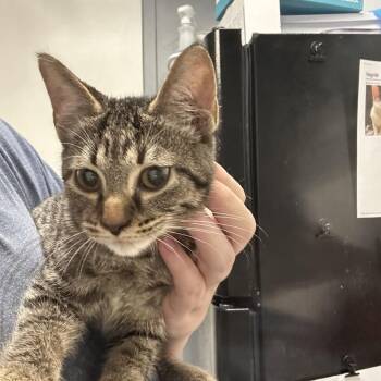 Wren -  Domestic Short Hair Cat for Adoption in Birmingham, Alabama - Wren | PetCurious