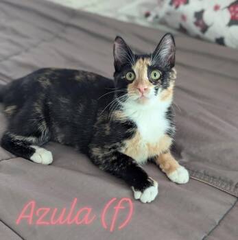 Azula -  Domestic Short Hair Cat for Adoption in Raeford, North Carolina - Azula | PetCurious
