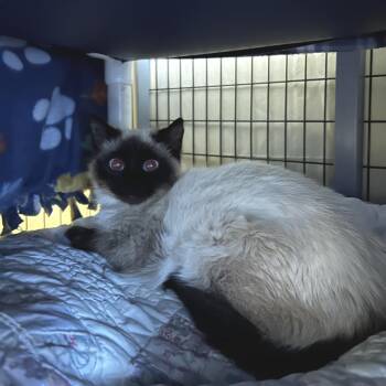 Siamese Cats Available for Adoption in Charlottesville, Virginia - Dijon Mustard | PetCurious