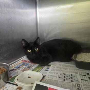 Cig -  Domestic Short Hair Cat for Adoption in Salt Lake City, Utah - Cig | PetCurious