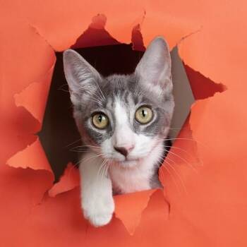 Fjord Viking -  Tabby and Domestic Short Hair Cat for Adoption in Friendswood, Texas - Fjord Viking | PetCurious
