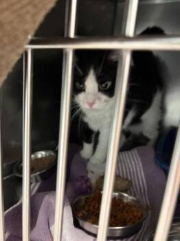 Bella Bell -  Domestic Short Hair Cat for Adoption in Fishers, Indiana - Bella Bell | PetCurious