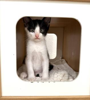 Kitten Simon -  Domestic Short Hair Cat Available for Adoption in Seal Beach, California - Kitten Simon | PetCurious