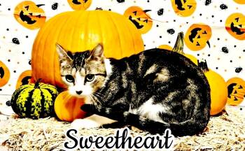 Rescue Tabby and Domestic Short Hair Cats for Adoption in Dallas, Texas - Sweetheart | PetCurious