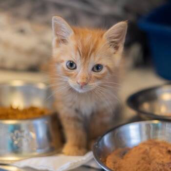 Bart bonded to Millhouse -  Domestic Short Hair Cat for Adoption - Bart Bonded To Millhouse | PetCurious