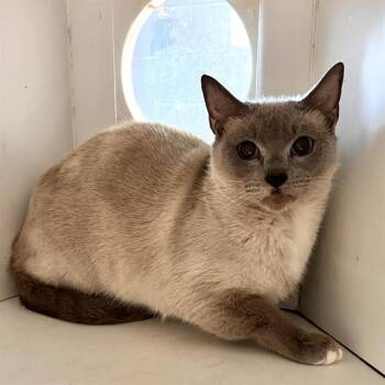 GRINGA -  Siamese Cat for Adoption in Methuen, Massachusetts - GRINGA | PetCurious