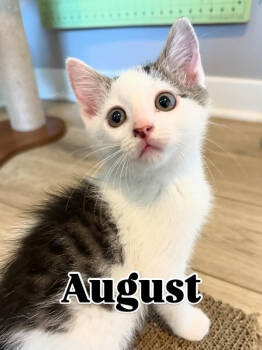 Rescue Domestic Short Hair Cats for Adoption in Bonsall, California - August 4753 | PetCurious