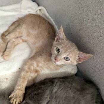 Jack -  Domestic Short Hair Cat for Adoption in Greenville, Pennsylvania - Jack | PetCurious