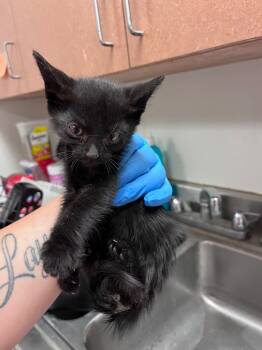 Rescue Domestic Short Hair Cats for Adoption in Bossier City, Louisiana - Flora | PetCurious