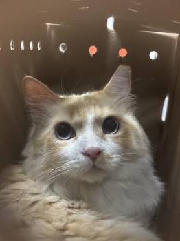 Domestic Long Hair Cats Available for Adoption in Las Vegas, Nevada - SULLIVAN | PetCurious
