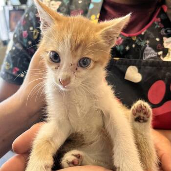 Jet Li-C -  Domestic Short Hair Cat for Adoption in East St. Louis, Illinois - Jet Li-C | PetCurious