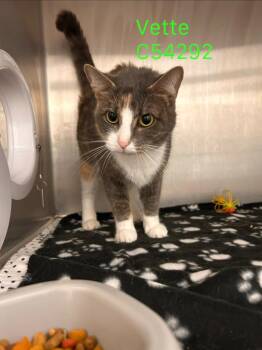 Domestic Medium Hair Cats Available for Adoption in Clarksville, Tennessee - Vette | PetCurious