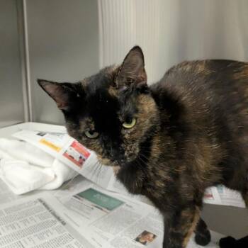 Caramel Apple -  Domestic Short Hair Cat for Adoption in Hendersonville, North Carolina - Caramel Apple | PetCurious