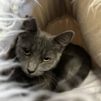 Rescue Domestic Short Hair Cats for Adoption in Medford, Oregon - Pearl | PetCurious
