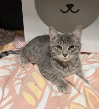 Domestic Short Hair Cats Available for Adoption - KREME | PetCurious