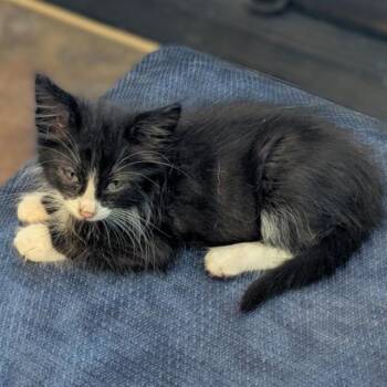AKELA -  Domestic Short Hair Cat for Adoption in San Antonio, Texas - AKELA | PetCurious