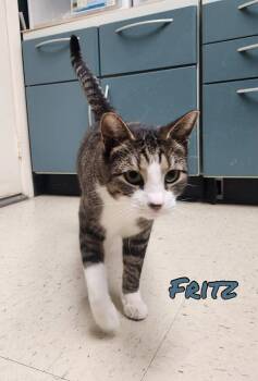 Domestic Short Hair Cats Available for Adoption - Fritz | PetCurious