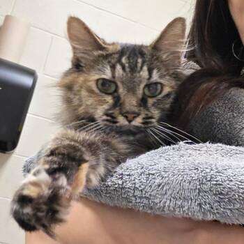 Marshmallow -  Domestic Medium Hair Cat for Adoption in Bristol, Indiana - Marshmallow | PetCurious