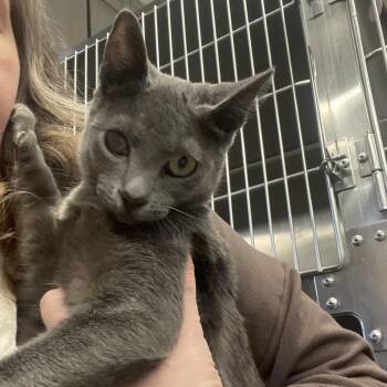 Avalon Rose -  Domestic Short Hair Cat for Adoption in Spokane, Washington - Avalon Rose | PetCurious