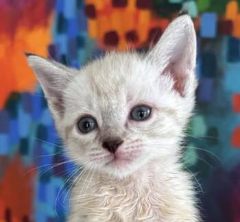 Domestic Medium Hair Cats Available for Adoption in Asbury Park, New Jersey - Fru Fru | PetCurious