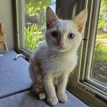 Prince -  Siamese Cat for Adoption in Madison, Wisconsin - Prince | PetCurious