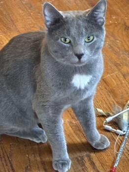 Domestic Short Hair Cats Available for Adoption - Storm | PetCurious