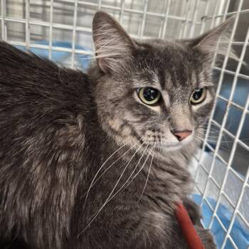 Mya UC0726-29 -  Domestic Long Hair Cat for Adoption in Salt Lake City, Utah - Mya UC0726-29 | PetCurious