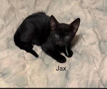 Domestic Short Hair Cats Available for Adoption in Safety Harbor, Florida - Jax | PetCurious