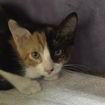 Germom -  Domestic Short Hair Cat for Adoption in Austin, Texas - Germom | PetCurious