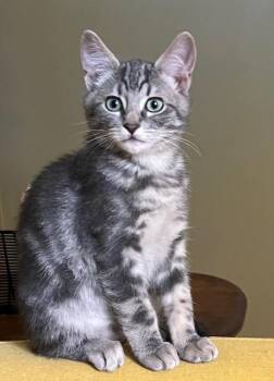 Greta -  Domestic Short Hair Cat for Adoption in Portland, Oregon - Greta | PetCurious