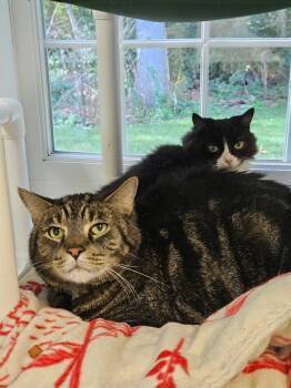 Merlin -  Domestic Short Hair Cat for Adoption in Westbrook, Connecticut - Merlin | PetCurious