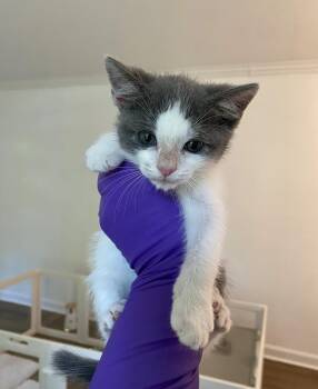 Rescue Domestic Short Hair Cats for Adoption in Greensboro, North Carolina - Pooh | PetCurious