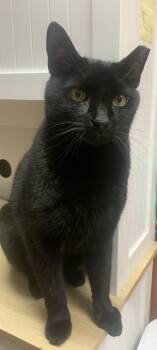 Cleo -  Domestic Short Hair Cat for Adoption in Port Jefferson Station, New York - Cleo | PetCurious