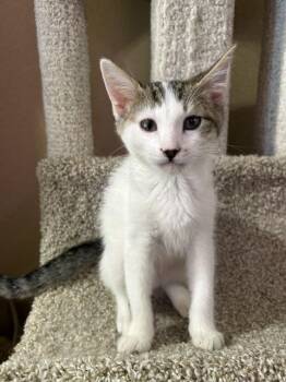 Eat Seven -  Domestic Short Hair Cat for Adoption in Chandler, Arizona - Eat Seven | PetCurious