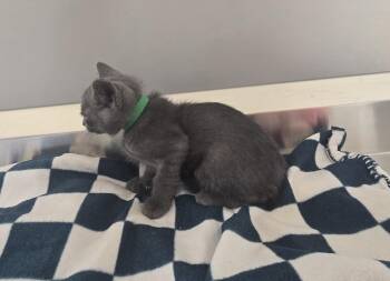 Ezra -  Domestic Short Hair Cat for Adoption in Dickson, Tennessee - Ezra | PetCurious