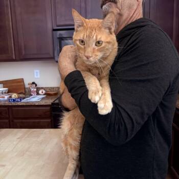 Cat-tourney -  Tabby Cat for Adoption in Las Vegas, Nevada - Cat-tourney | PetCurious
