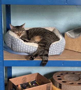 Rescue Tabby Cats for Adoption in Hatley, Wisconsin - Nevermore | PetCurious