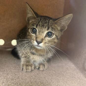 Tater -  Domestic Short Hair Cat for Adoption in Birmingham, Alabama - Tater | PetCurious