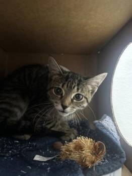 Nickel -  Domestic Short Hair Cat for Adoption in West Chester, Pennsylvania - Nickel | PetCurious