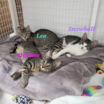 Rescue Domestic Short Hair Cats for Adoption in Diamond Springs, California - Leo | PetCurious