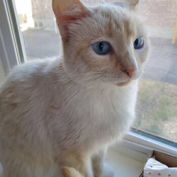 Shiva / Miss Kitty Griffin -  Domestic Short Hair Cat for Adoption in Eagle Mountain, Utah - Shiva / Miss Kitty Griffin | PetCurious
