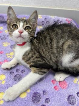 June -  Domestic Short Hair Cat for Adoption in Denham Springs, Louisiana - June | PetCurious