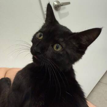 Flower -  Bombay and Domestic Short Hair Cat for Adoption in Randolph, Massachusetts - Flower | PetCurious