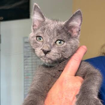 Mathew Purry -  Domestic Short Hair Cat for Adoption in Goleta, California - Mathew Purry | PetCurious
