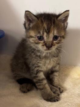 Lexi -  Domestic Short Hair Cat for Adoption in Liverpool, New York - Lexi | PetCurious