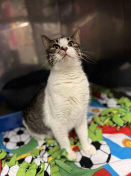 Domestic Short Hair Cats Available for Adoption in Blair, Nebraska - Sadie Mae  | PetCurious