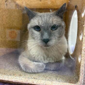 Danny Zuko -  Siamese Cat for Adoption in Reno, Nevada - Danny Zuko | PetCurious