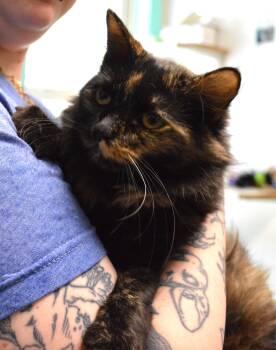 Tra La La -  Domestic Medium Hair Cat for Adoption - Tra La La | PetCurious
