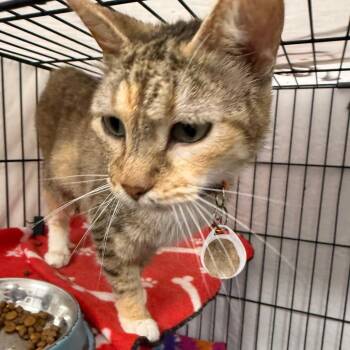 Palamar -  Domestic Short Hair Cat for Adoption in Normal, Illinois - Palamar | PetCurious