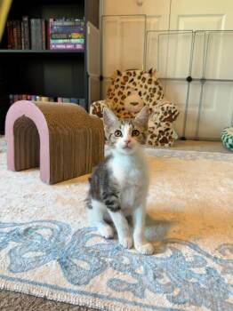 Maggie and Clementine in foster care -  Domestic Short Hair Cat for Adoption in Ellicott City, Maryland - Maggie And Clementine In Foster Care | PetCurious